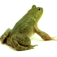 varlė - a frog
