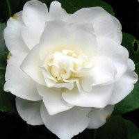 a white flower - balta gėlė